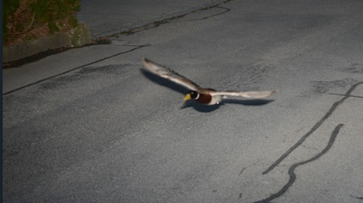 Ta sama prędkość, ta sama ulica. Kaczka-recydywistka znów przyłapana przez fotoradar