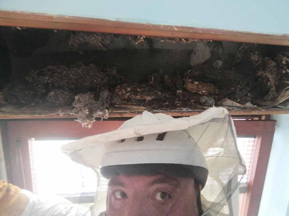 Vladica Stanković u borbi protiv stršljenova