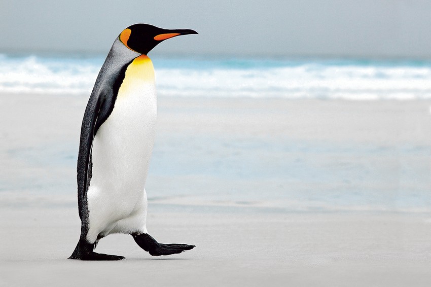 Upola smanjen broj kraljevskih pingvina