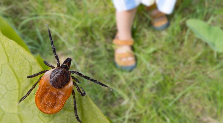 Az orvosi egyetem oktatóvideója mindent megmutat. Fotó: Shutterstock