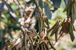Rododendrony żółkną i usychają po zimie? Zrób to jesienią, a będą zdrowe na wiosnę