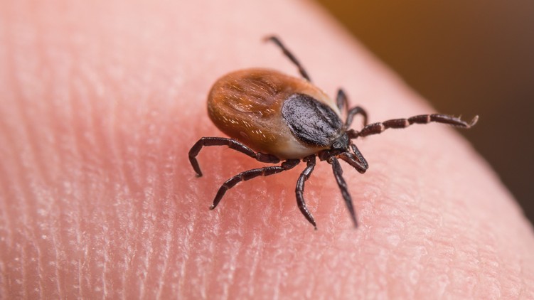 lyme kór elleni vakcina oltás kutatás kullancs