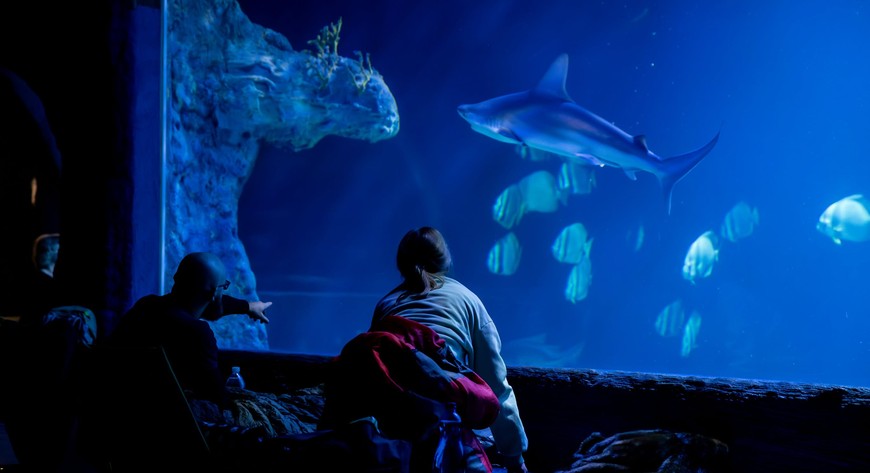  Pakujcie śpiwór, karimatę i niewielką przekąskę na wieczór. Zoo zadba o śniadanie i rekiny przepływające nad  głowami 