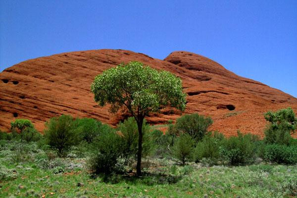 Galeria Australia - Uluru i Kata Tjuta, obrazek 18