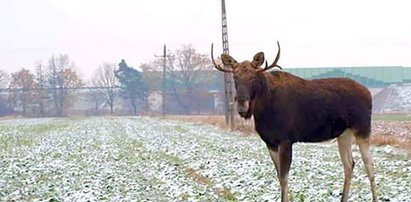 Przystanek Alaska pod Łodzią