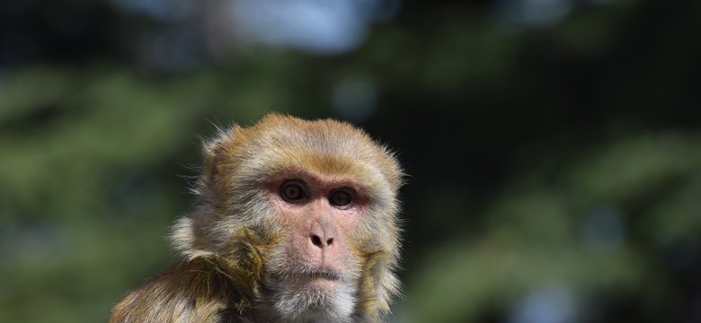 Epidemia "małpiej gorączki" w Azji. Zmarły dwie osoby