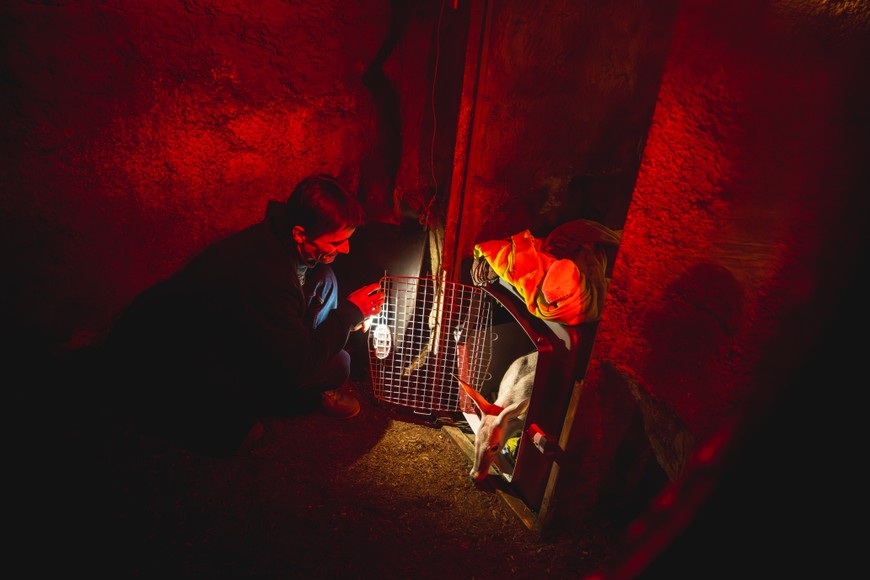 Młody mrównik i jego opiekun