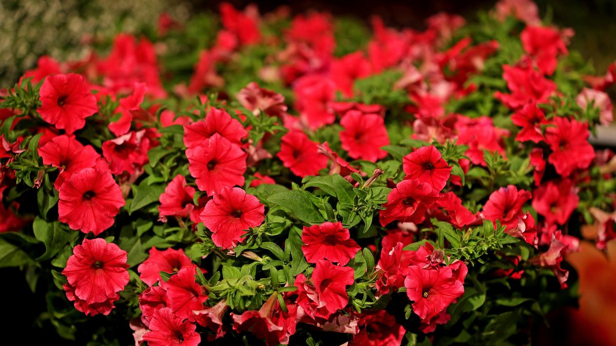 This is how petunias are looked after until the flowers fall