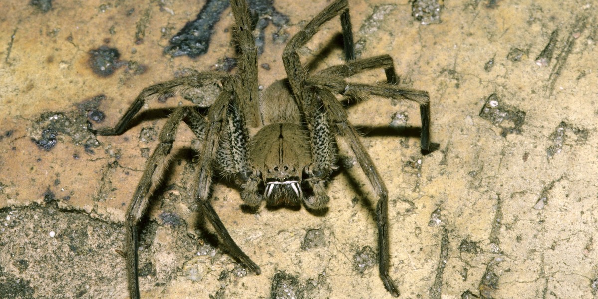 Hunting Spider Palystes castaneus, Johannesburg, South Africa, Africa