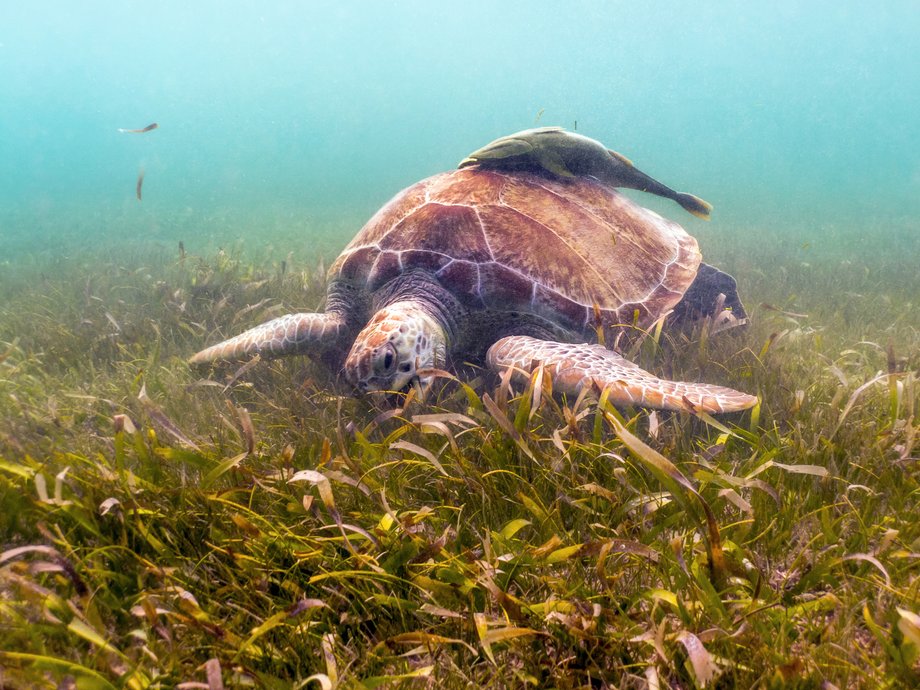 Żółw zielony zjadający się morską trawą w pobliżu plaży Akumal