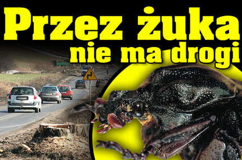 Przez tego żuka nie ma drogi