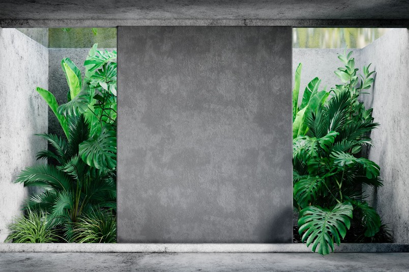 Czy Monstera oczyszcza powietrze?