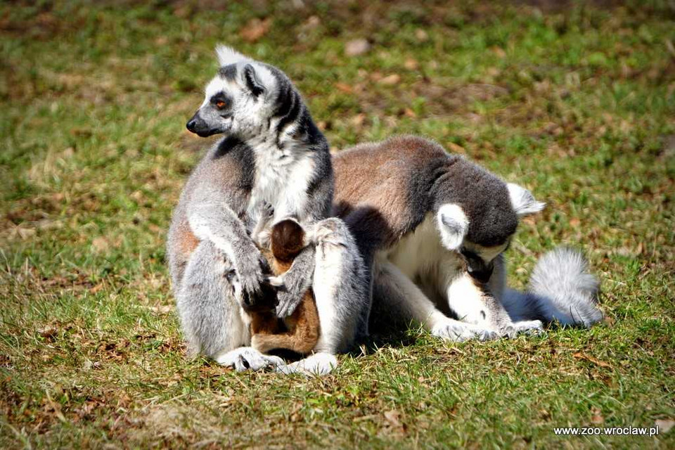 We wrocławskim zoo urodziło się sześć lemurów