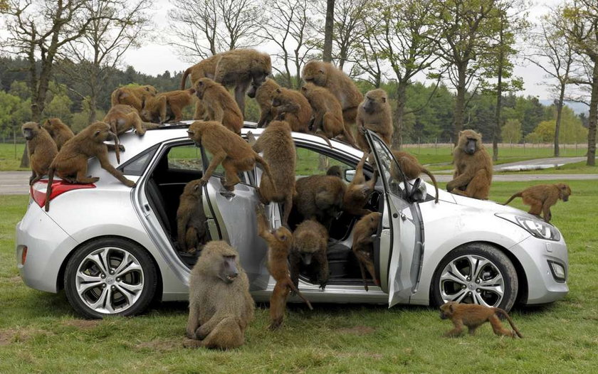 Małpy zaatakowały samochód