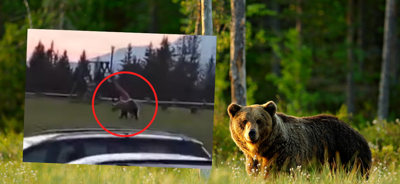 Niedźwiedź grasuje po posesjach mieszkańców Zakopanego. "Uważajcie"