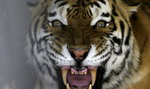 Tygrys zabił pracownicę w zoo