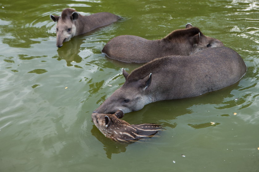 Tapiry kąpiące się w zoo