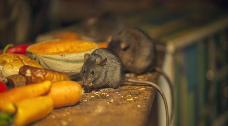 A tapasztalt háztulajdonosok tudják: így kell elűzni az egereket anélkül, hogy megölnénk őket fotó: Getty Images