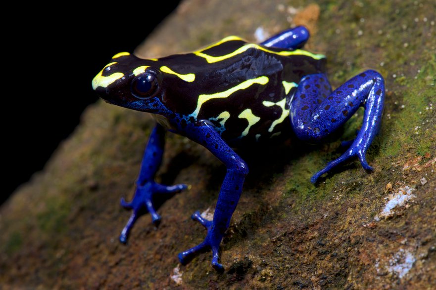 Drzewołaz niebieski (Dendrobates tinctorius)