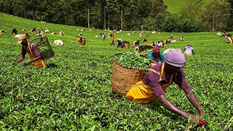 South Africa reopens market to Kenya’s $1.7 billion tea industry after trade dispute