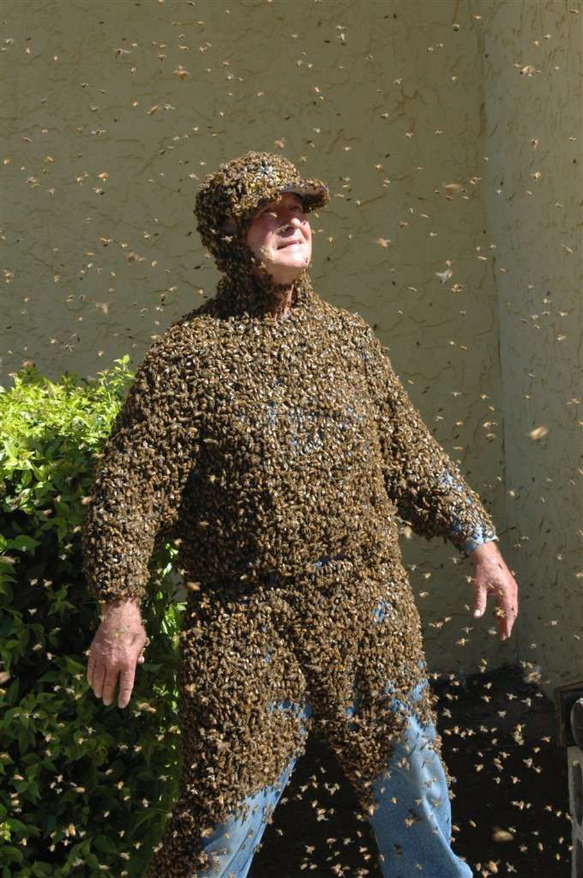 Oto król pszczół