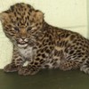 Mladunče leoparda - Ilustracija