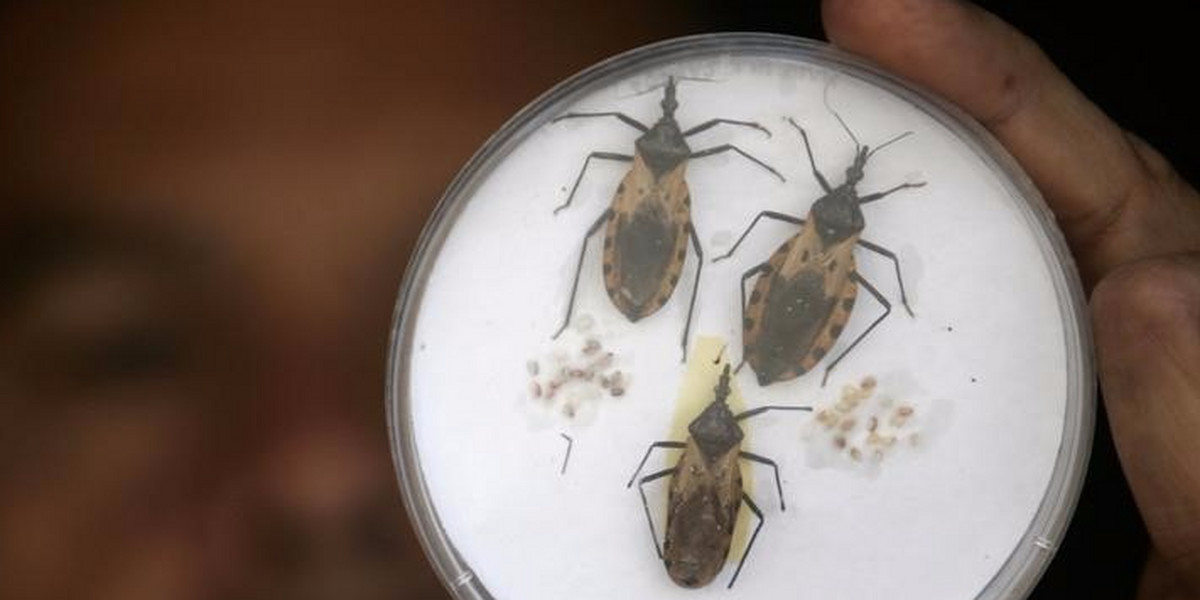 A public health official holds up three Triatoma dimidiatas in San Pedro Sula