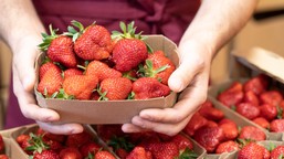 tanie słodkie truskawki do imieninowego szampana. truskawki teraz za p