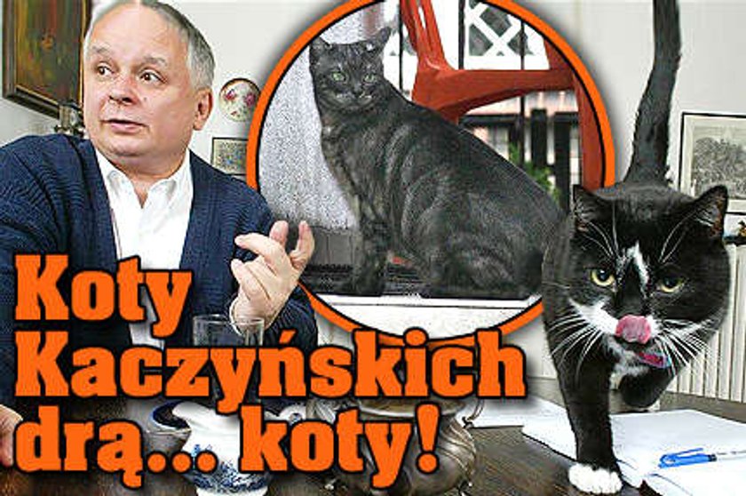 Koty Kaczyńskich drą... koty!