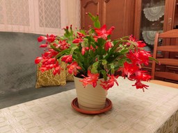 co zrobić żeby grudnik zakwitł boże narodzenie? dwie tabletki sprawią, że na święta obsypie się kwiatami grudnik pielęgnacja