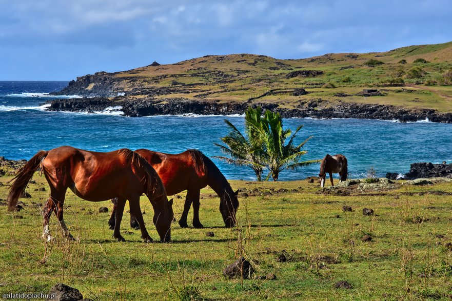 Dzikie konie na Rapa Nui / Wyspie Wielkanocnej