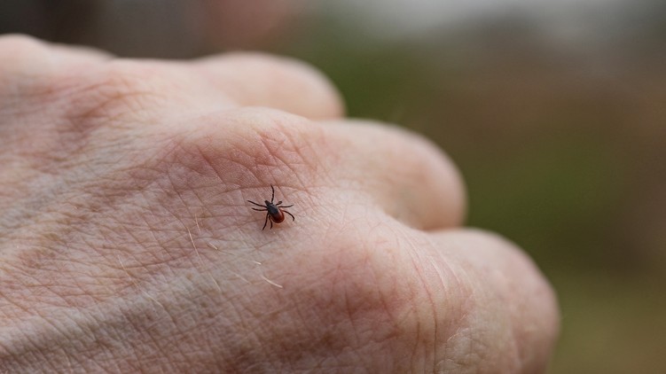 lyme kór kullancs rejtekhely