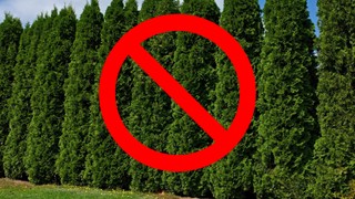 Trzeba będzie wyciąć tuje. Maksymalna dopuszczalna wysokość żywopłotu może zaskoczyć