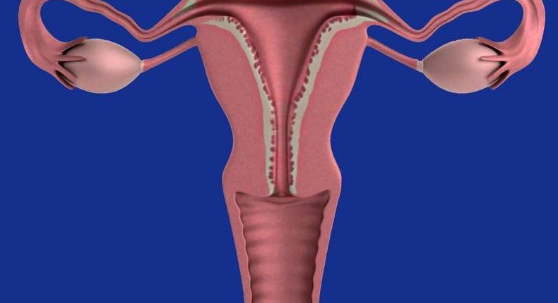 Female reproductive system(Medical Xpress)