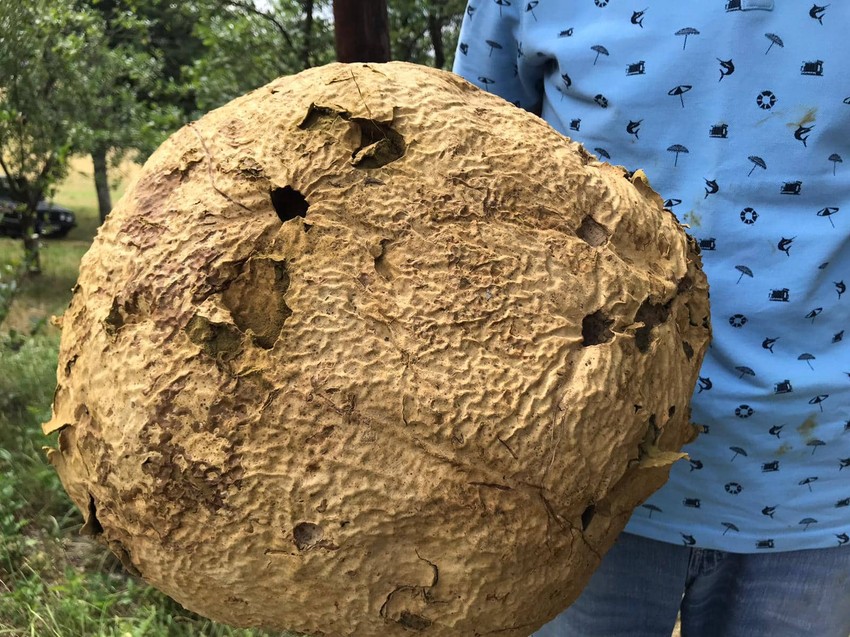 Džinovska gljiva puhara