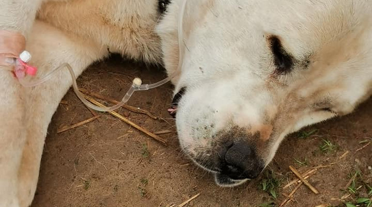 Bud kutya betegségét mutatták be az állatvédők / Fotó: Facebook