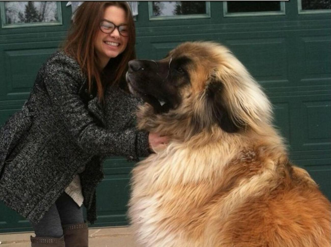 MEDVEDI OD NJIH BEŽE GLAVOM BEZ OBZIRA Ovo je omiljeni pas u Rusiji, a evo  i zašto