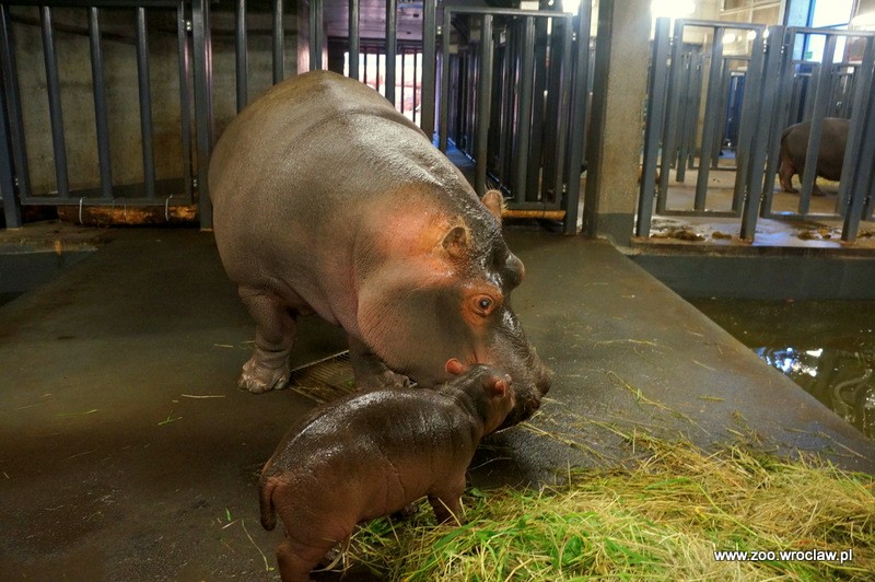 Mały hipopotam nową atrakcją zoo we Wrocławiu