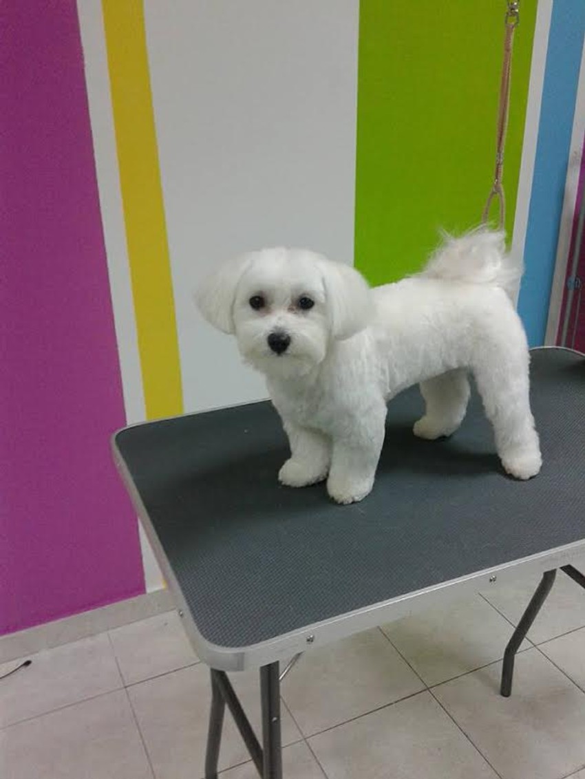 Pse treba šišati na dva do tri meseca