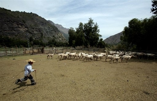 SHEEP CHILE SHARE