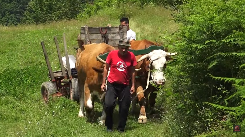 Milinko Vukosavljević