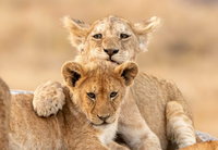 Elbűvölő képeket készített a német természetfotós a Serengeti oroszlánkölykeiről - képek