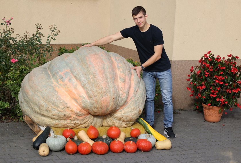 Oto prawdziwa Bania! Dynia licealisty waży prawie 700 kg!