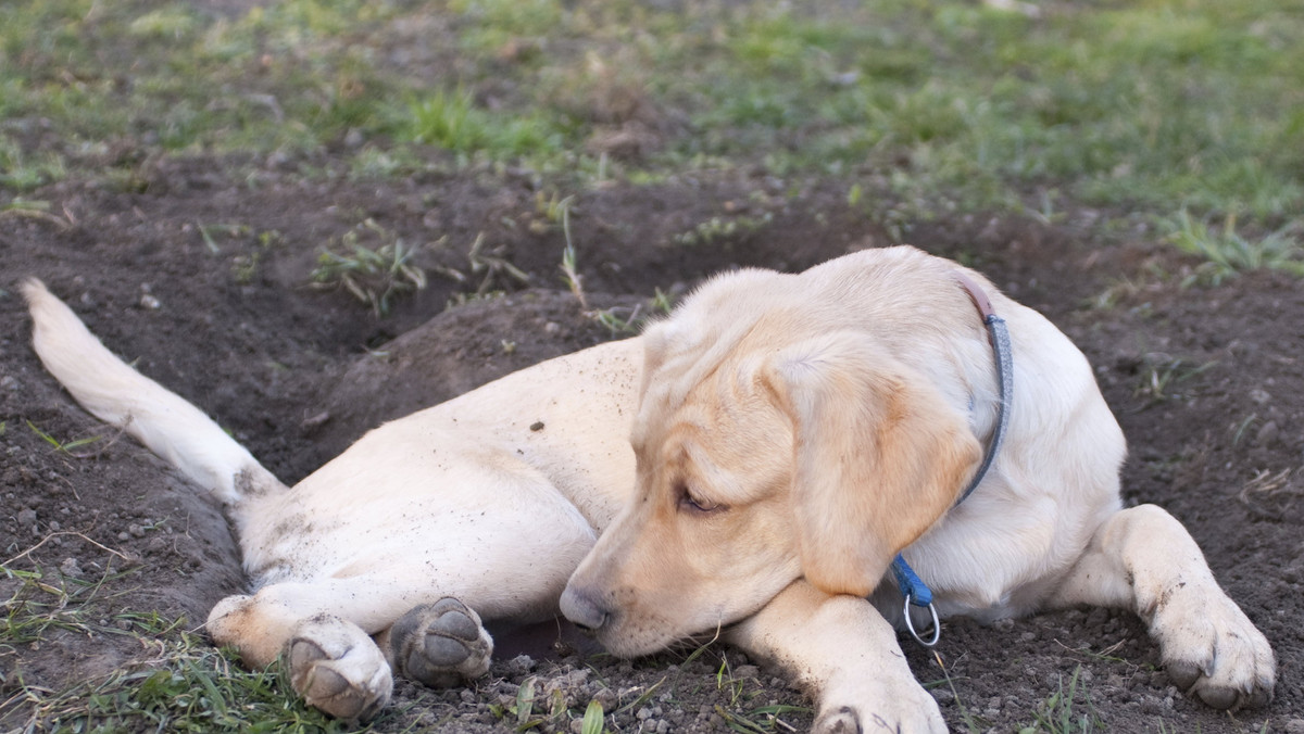 Poh to 15-letni pies z Nowego Jorku, który zmaga się z wieloma problemami zdrowotnymi. Lekarze stwierdzili, że nie przeżyje dłużej niż dwa tygodnie. Wtedy właściciel postanowił zrobić dla niego coś wyjątkowego.