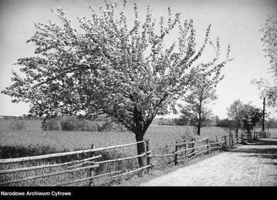 Wigry i okolice, rok 1935 - zdjęcie pochodzi z archiwów Narodowego Archiwum Cyfrowego