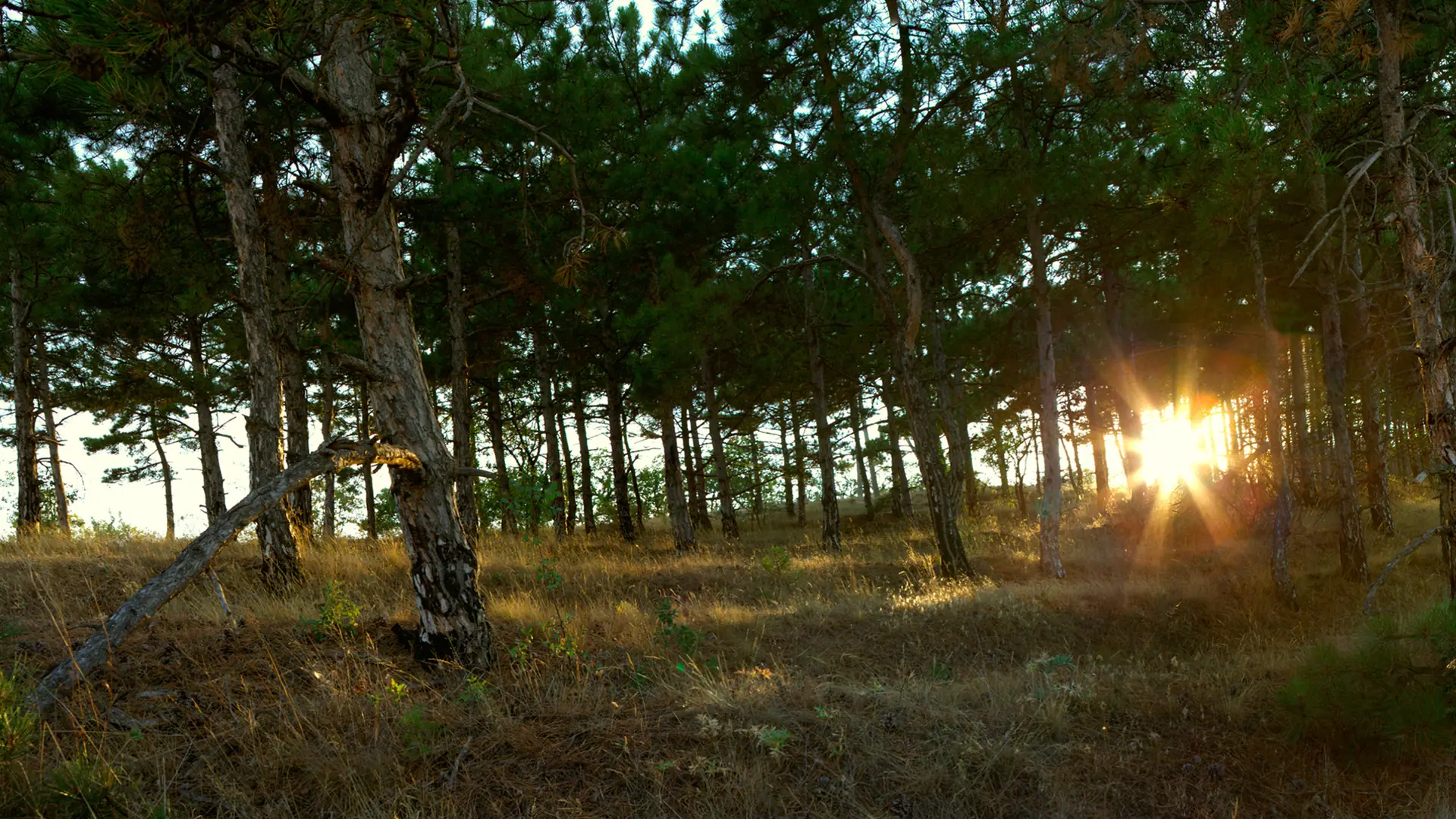 „PR-owczyni matki Ziemi”. Areta Szpura gościem nowego podcastu “Klimatyczne rozmowy” marki Electrolux