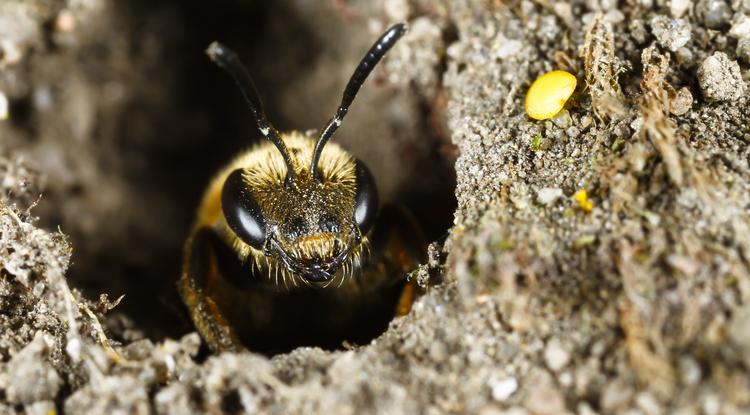 5 irigylésre méltó méh-tulajdonság Fotó: Getty Images