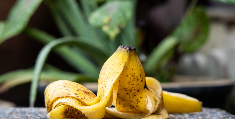 Gnojówka z bananów to płynne złoto. Jak przygotować?