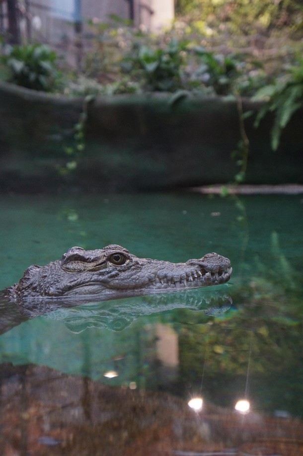 ZOO Wrocław Afrykarium Afryka zwierzęta oceanarium