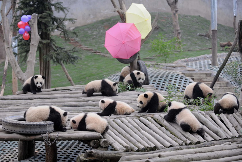 Przedszkole dla pand w Chengdu. Najsłodsze miejsce na świecie!